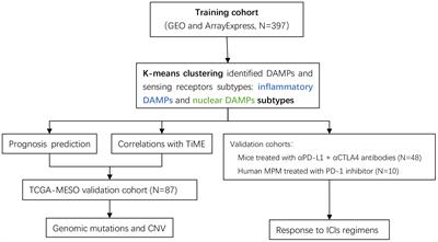 Damage-associated molecular patterns and sensing receptors based molecular subtypes in malignant pleural mesothelioma and implications for immunotherapy